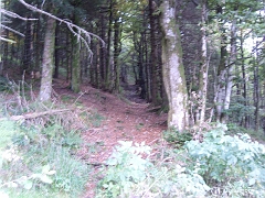 Ce chemin est le seul menant au sommet du Ballon de Servance à travers la forêt sur ce versant
